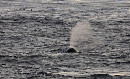 Bowhead whale Bowhead whale